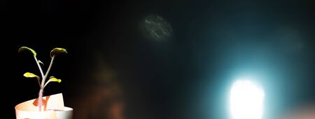 the sprout of the money tree in the bill ten euros on a blurred backgroundの写真素材