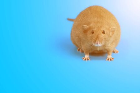 portrait of a domestic rat on blue backgroundの写真素材