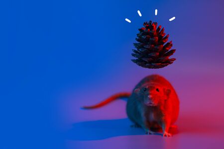 decorative rat symbol of the year and the cone of the Christmas tree in neon lightの写真素材