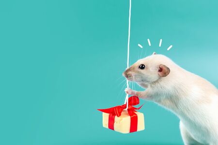 cute decorative rat with cheese gift and red bow on mint backgroundの写真素材