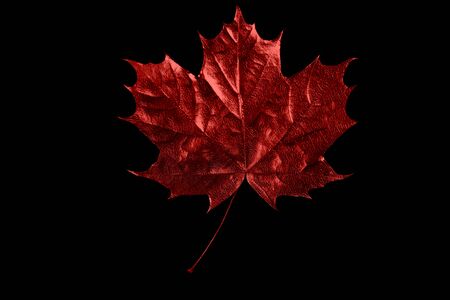 autumn red maple leaf on a black background