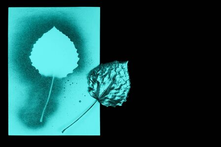 autumn composition of mint leaf and postcards on black background
