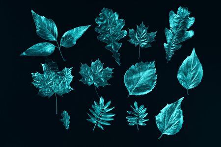 autumn composition of different mint leaves on black backgroundの写真素材
