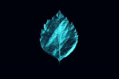 autumn composition of different mint leaves and letters on a black backgroundの写真素材