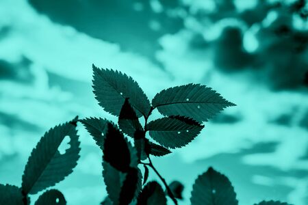 green carved tree leaves on the background of a beautiful sky with clouds