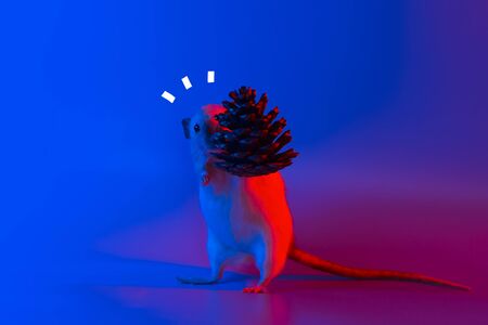 decorative rat symbol of the year and the cone of the Christmas tree in neon light