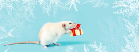 cute decorative rat with cheese gift and red bow on blue backgroundの写真素材