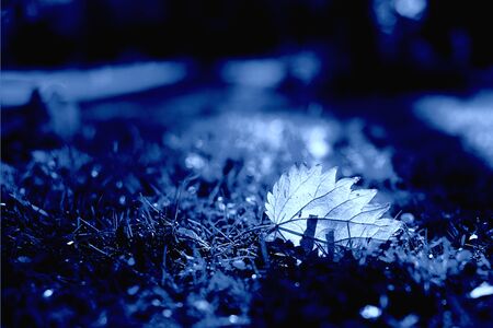 Classic Blue. Color of the Year 2020. Fallen leaf illuminated by the sun lies in the grassの写真素材
