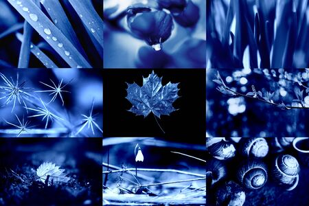 Classic Blue. Color of the Year 2020. A collage of natural macro photos.の写真素材