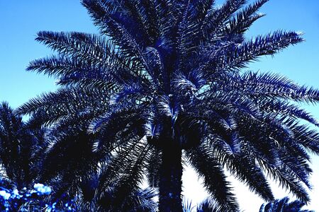 Classic Blue. Color of the Year 2020. Lonely palm tree against the backdrop of mountainsの写真素材