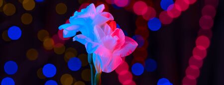 White flower fresia lit by neon. In the background are multicolored sides. The concept for...