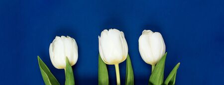 View from above tulips with copy space. Background for womens day, 8 March Valentines day. Bannerの写真素材