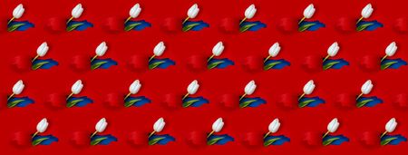 One white Tulip is visible from a hole in the red paper. Inside, a blue color and a green leaf are shown. Pattern. Bannerの写真素材
