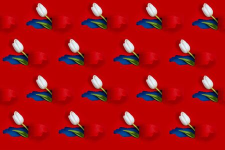 One white Tulip is visible from a hole in the red paper. Inside, a blue color and a green leaf are shown. Pattern.の写真素材