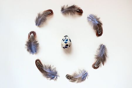 Easter card. The quail egg, around the feathers. On a light backgroundの写真素材