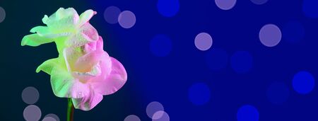 White freesia flowers on classic blue background