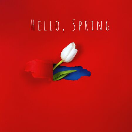 One white Tulip is visible from a hole in the red paper. Inside, a blue color and a green leaf are shown.の写真素材