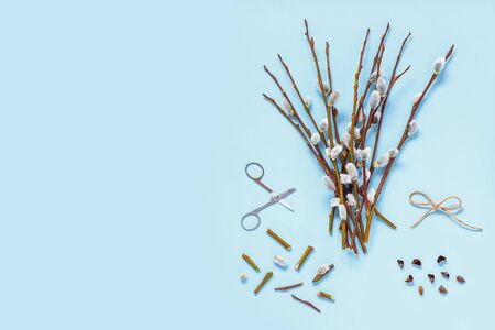 Branches with kidneys, scissors on a light background. Easter spring flat lay concept.の写真素材