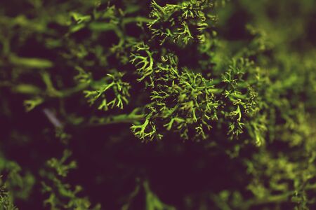 Medical marijuana moss. Abstract green background.の写真素材