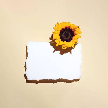 Sunflowers and blank sheet of paper. With a tight shadow on a light backgroundの写真素材
