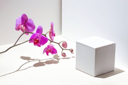 Geometric composition with pink orchid on a white background. Angles, shadows and perspective in the frame.の写真素材