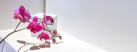 Geometric composition with pink orchid on a white background. Angles, shadows and perspective in the frame.の写真素材