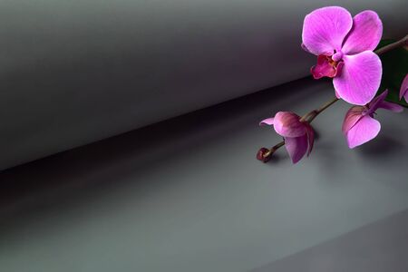 Geometric composition with pink orchid on a gray background. Rolled paper roll in perspective. Copy spaceの写真素材