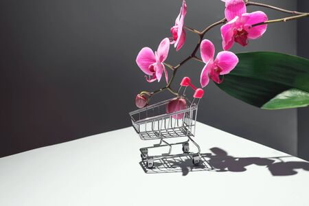 Geometric composition with pink orchid and a shopping basket on a gray background. Concept on the theme of the flower shop. Copy spaceの写真素材