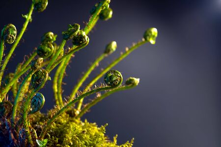 Young fern shoots on a black background.の写真素材