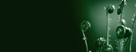 Young fern shoots on a black background.の写真素材