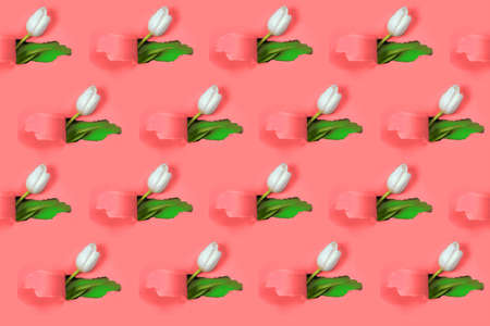 One white Tulip is visible from a hole in the red paper. Inside, a blue color and a green leaf are shown. Pattern.の写真素材