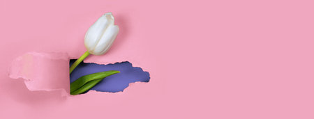 One white Tulip is visible from a hole in the red paper. Inside, a blue color and a green leaf are shown.の写真素材