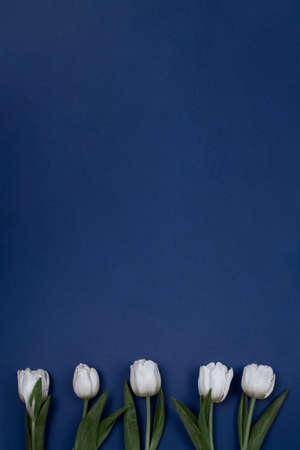 Five white tulips on a blue background, like a mothers day card, Valentines Day or birthday card.の写真素材