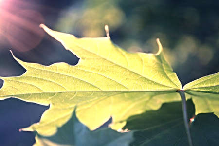 Green leaf with lights
