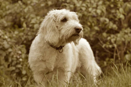 Vintage white dogの素材