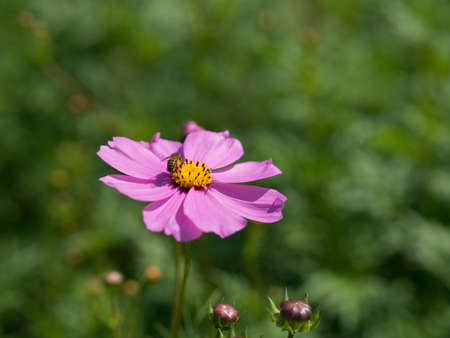 Pink Cosmos Flower