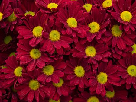 flowers background.の写真素材