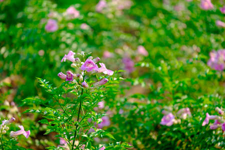 Pink flower with green background