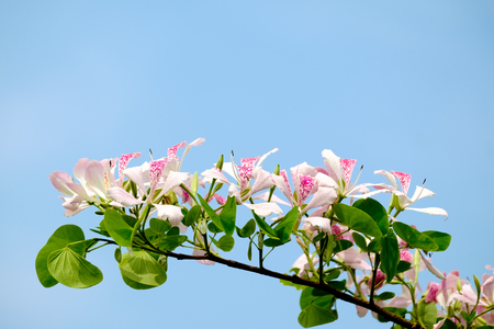 Butterfly Tree ,Pink Shower orchid Tree flower blossom Bauhinia monandra Bauhinia purpurea blue sky backgroundの写真素材