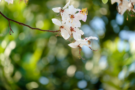 Pink flower,Kanlapaphruek flowers ,Cassia bakeriana soft backgroundの写真素材