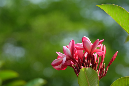 Colorful Plumeria  frangipani tropical flowerの写真素材