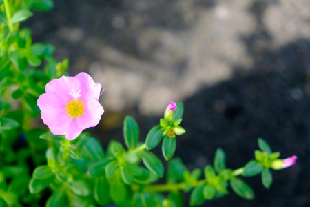 Pink flower selectived focus with blur backgroundの写真素材