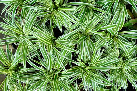 Top view of Green leaf background,selective focus. の写真素材