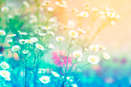 beautiful colorful flower in pastel vitage and retro style with blur background for backdrop...