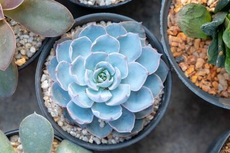 Top view image of of succulent cactus plants  in a pot selective focusの写真素材