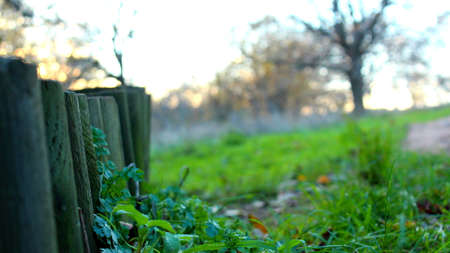 forest floorの写真素材