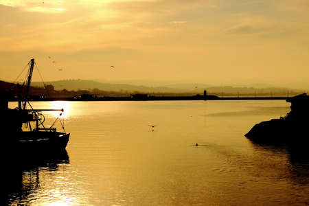 bird taking offの写真素材