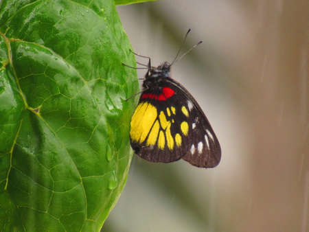 Butterfly trying to the cover from the rain in Philippines.の写真素材