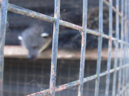 Survivel - I focused on the fence to illustrate how poor Beast Within.の写真素材