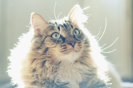 Portrait of a domestic cat